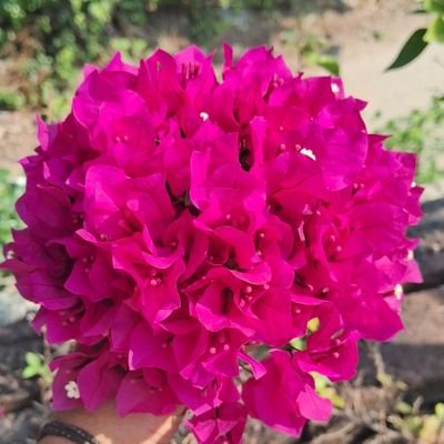 Sizuumii's profile picture. 