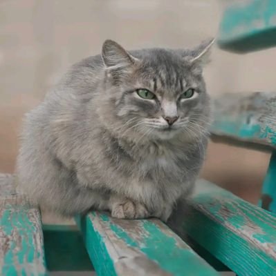 lacis_kaku26449's profile picture. 