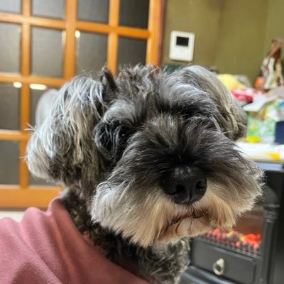 salomelips's profile picture. 2023年11月脳出血から右片麻痺生活に。リハビリをするうちに動かなかった右側が活動開始。杖で歩けるように。極力生活に右手を参加させるを繰り返してそれなりの活動参加するまでに回復。