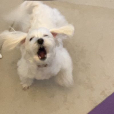 propel_su's profile picture. チューンド会計士受験生 大原 過年度26目 R7I 56.4%❌→R7II 56.6%❌→R8I ❓