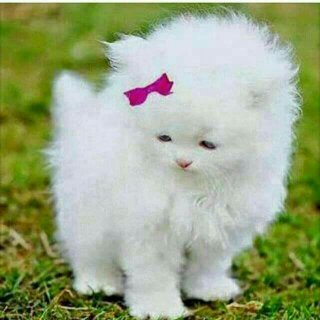 mirriam2502's profile picture. Arsenal for life