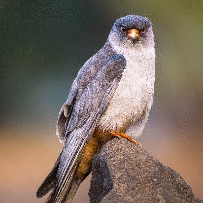 honne's profile picture. 