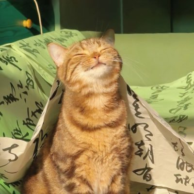 qczhh123's profile picture. 