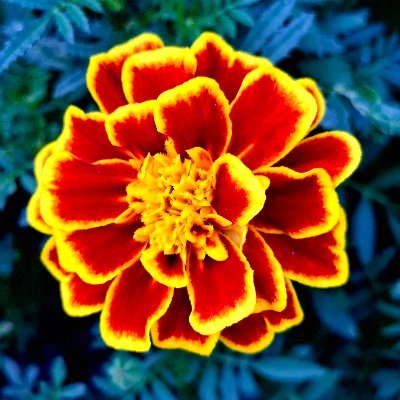 Tomoki_Bird's profile picture. Hi, I'm a Japanese man and live in Japan. I love nature and culture deeply.

日本語ブログ https://t.co/oSt3Wvtv5h