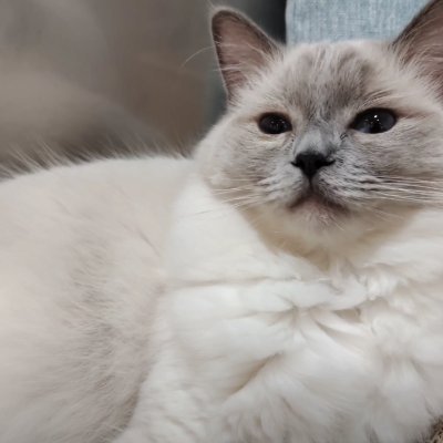 meruichi12's profile picture. 