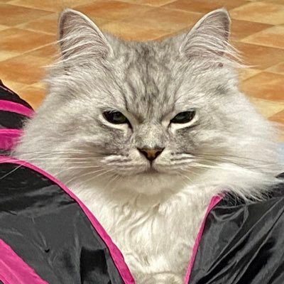 choroiyo07's profile picture. 【メイン】うるさいです。フォロー非推奨…FC▶︎眩暈SIREN・Hakubi・THE ORAL CIGARETTES・yama・音羽・KAT-TUN 【別垢▶ゲーム@kai07inu ・アニメ@kai_0317_ 】