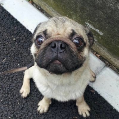 new_taichan_420's profile picture. 41歳のおじさんです、22年前カンナビストの頃から大麻合法化活動してます、大麻で救われる命と気持ちは沢山あると思います、大麻は吸うのも育てるのも面白い、アニキが大麻16kgコカイン450gで逮捕だからイーロンマスク金くれや💰逮捕されるまでツイートしてます、 #笑ってつかーさい #そんな報告いらんわ #考えるな感じろ