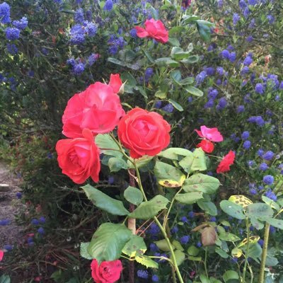 CXakiel23773's profile picture. 