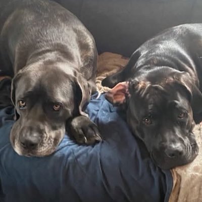 SassyKru's profile picture. maga are pedo protector #releasethefiles #Poilievre will never win NO DM’s I don’t read them