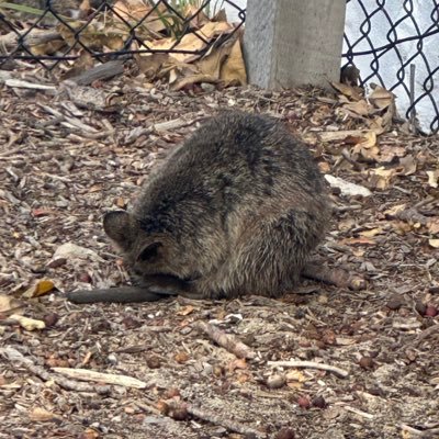 ds0797054553863's profile picture. エンジニアなりたて 保有資格: SAA/ CCNA