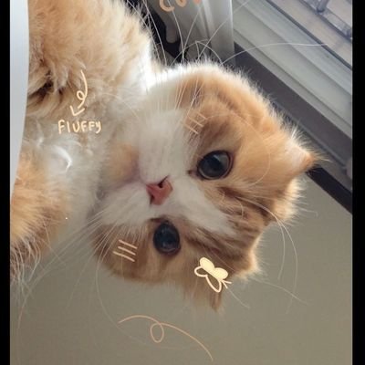 lordmimanjay's profile picture. acc hunter×random aj