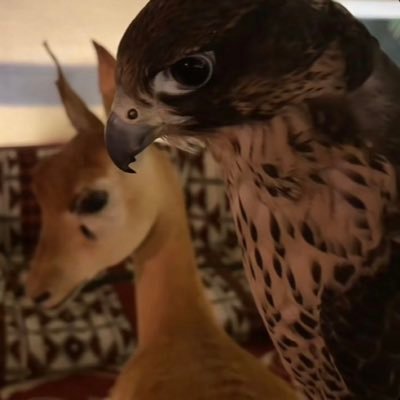 l4oini's profile picture. نفسٍ طموحه .