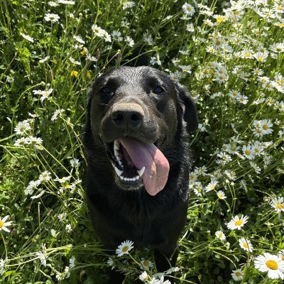 BenRc6v's profile picture. 