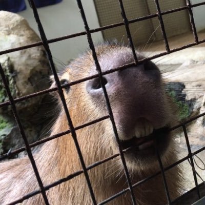 akicapy08's profile picture. 生息地:秋葉原