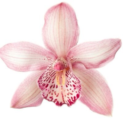 orchidletters's profile picture. here for the poetry of ordinary things