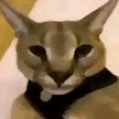 woofw0f's profile picture. Break the limit 🐢