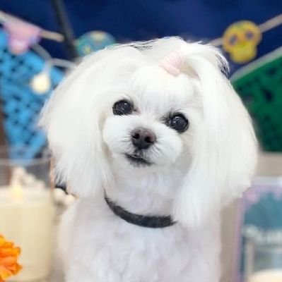 ユキちゃんママ (@sayucha) / Posts / X