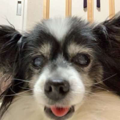 hachima81812895's profile picture. 