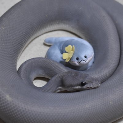 fourkeysareball's profile picture. Based in Korea | 4匹のボールパイソン達と暮らしております(KR/JP) 📌 Copyright ⓒ @fourkeysareball All rights reserved      | Don't use photos without permission