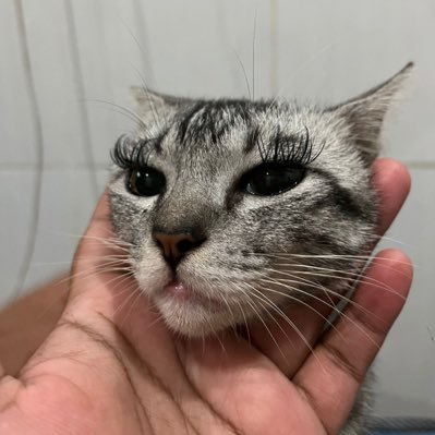 salbrutamol's profile picture. 