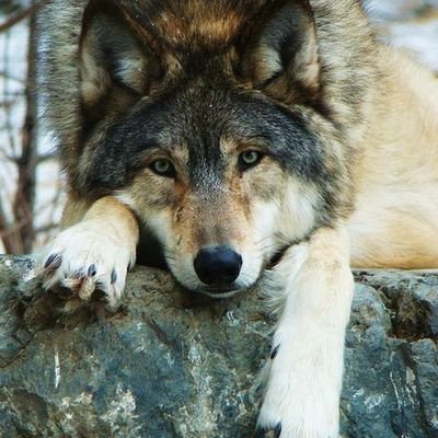 AliSenzo91's profile picture. ...