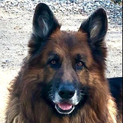 Zoofun187's profile picture. Almost off work. Beautiful 🤩 day ☀️!! Going to walk my dog 🐕 after this. Got some good news about my son. Very happy about it!