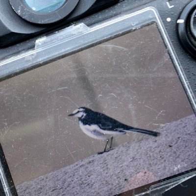 きのぴー Profile