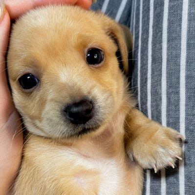 lemlemit's profile picture. ምህረት የበዛላት ∞ Living and Loving 😊