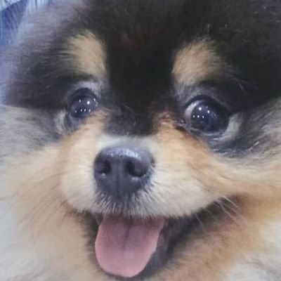 BBBwannap's profile picture. 🎀🐍BamBam❤️You are the reason for my life ❤️
Junior💛 #junniorrs @jnnrrs 
Mark💙 #markjrtn @Markjrtn 
#JuniorMark☀️🌜💫