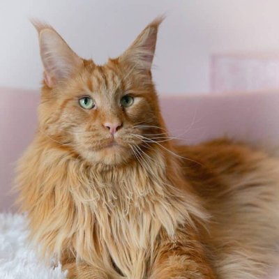 Libra100405's profile picture. Ga tau lagi, semuanya ke S