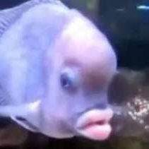 Maagstt's profile picture. Syndra's official cover in Brasília Teimosa