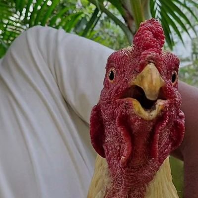 colas_gnv's profile picture. Bouchon addict, pour moi le bouchon n'a pas de secret.

#LaRéunion #Team974