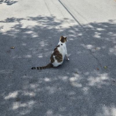 jangkomlove's profile picture. 