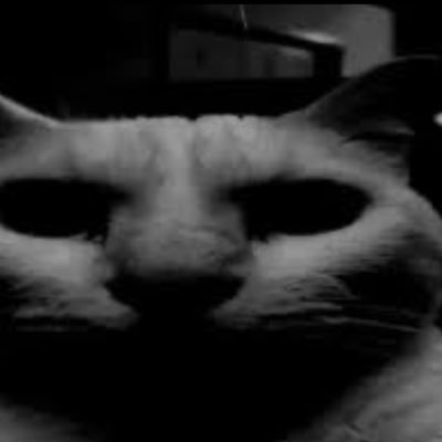 shnellyss's profile picture. 