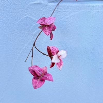 zoey_22d's profile picture. ひっそりゆっくりほどほどに。森や水のある景色が好き。