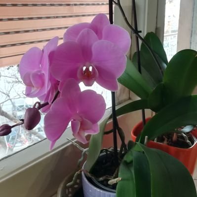 orchidea49's profile picture. 