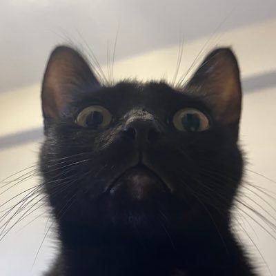 uB02NdRLtZ34075's profile picture. こねこねこねこチャンネル🐈‍⬛🐈‍⬛