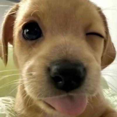 sibalaeging's profile picture. 