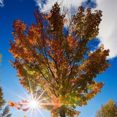 Jamal_Tadro35's profile picture. Strategy without tactics is the slowest route to victory. Tactics without strategy is the noise before defeat.