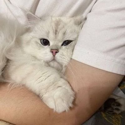 Bilkhawala's profile picture. لا حاصل ہی سہی مگر
محبت تجھ سے ہی ہے..