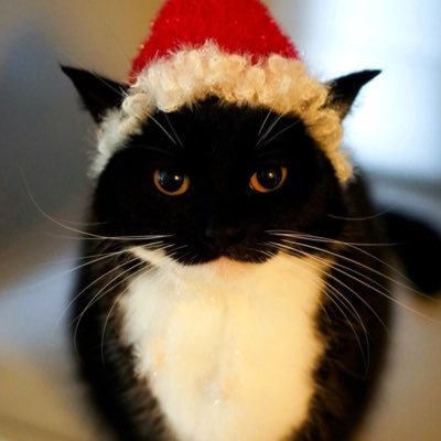 _CCPOUT's profile picture. 대한민국의 주적은 북한과 중국이다.