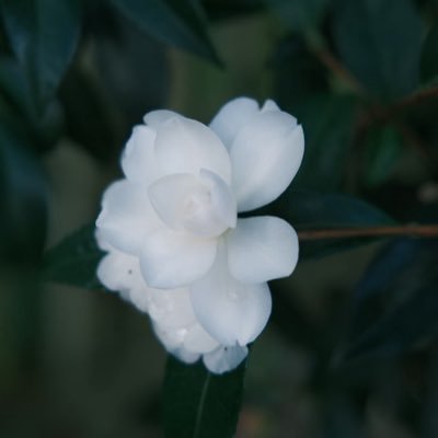 hakuba_l's profile picture. 気さくで、穏やかにね / 30代会社員の日常