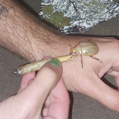 gastergore's profile picture. ⚠️ TW , shedtwt /may interact w gore ⚠️  23 / he/they

old sh isn't flagged so don't scroll too far 

I do block sprees, largely based on age (under 16 🔫)