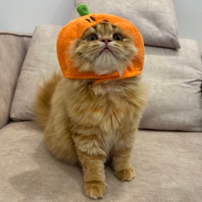 d8kbKKOuRs38125's profile picture. ちゃい(スコティッシュホールド)🐈
2025.05.16🎂

Chai(Scottish Fold)
Sharing the cuteness