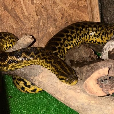 taro_nichijyo's profile picture. tokushima04 11/1(21） 爬虫類飼育者の変わり者 イエローアナコンダ（メス） ギアナカイマントカゲ（オス）2匹 ブルーイグアナ（性別不明） ジャングルカーペットパイソン（オス） キャラメルカーペット（恐らくメス） チェリーヘッドアカアシリクガメ（不明）