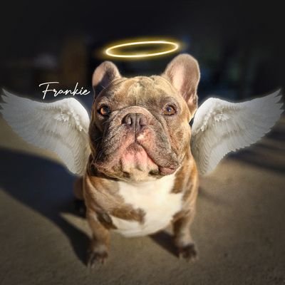 Inspector_Dabit's profile picture. Custom Gear & Illustrations / Tees Hoodies, & more ● DM to Order | Alive or Dead, I Bleed That Gold & Red | #FTTB #FaithfulGear🌉 ♉️ 209