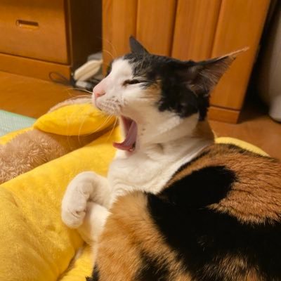 tarepopopo's profile picture. 