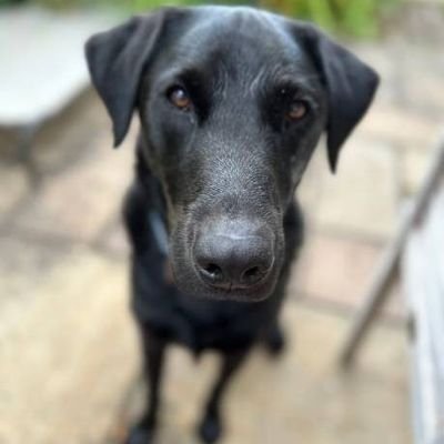 homsheep_secret's profile picture. 서개미 김함양 부감랑