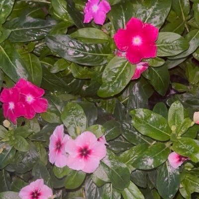 marciam2608's profile picture. 🙏🌼💖