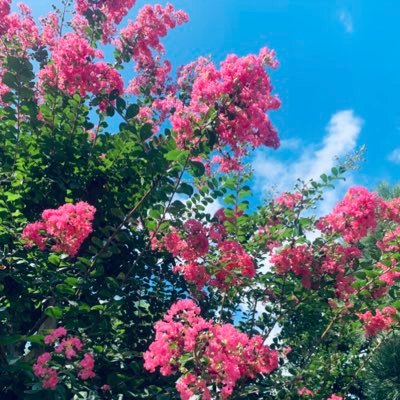 organ_tokusatsu's profile picture. imagination & communication📷SIGMA fp